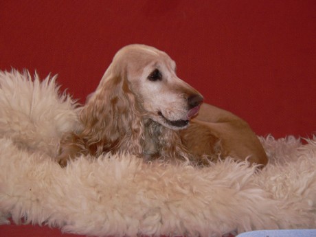 Kopie - Tomi naroz,Teri koně 019.jpg