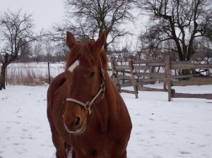 Obrazek